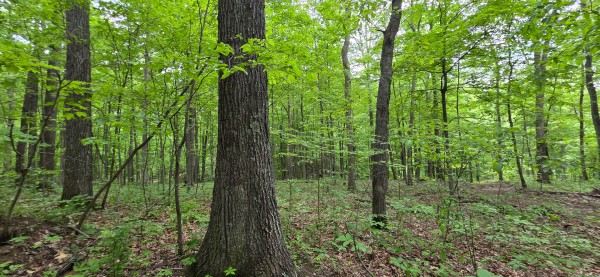 Big Timber Ridge - Phase II Tract 2 property photo