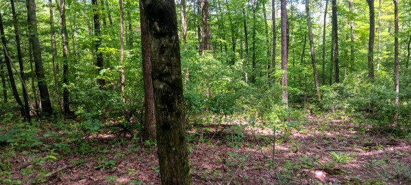 Lot M - The Woods at Flint Ridge property photo