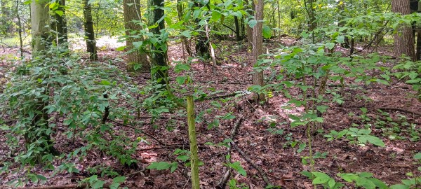 Lot M - The Woods at Flint Ridge property photo