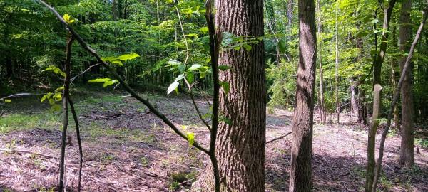 Lot M - The Woods at Flint Ridge property photo