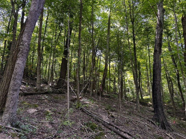 Great Value Cabin at Titus Woods property photo