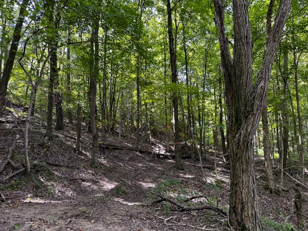 Great Value Cabin at Titus Woods property photo
