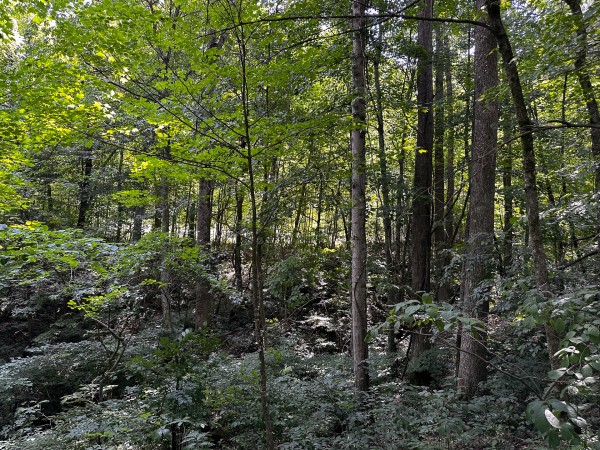 Great Value Cabin at Titus Woods property photo
