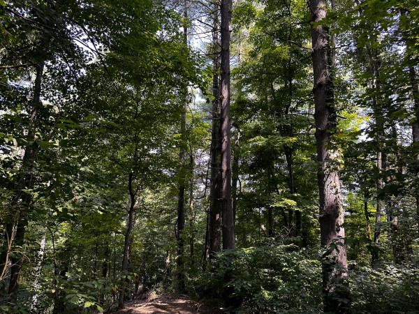 Great Value Cabin at Titus Woods property photo
