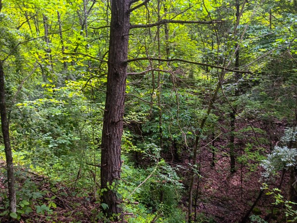Tract 4 at Turkey Run property photo
