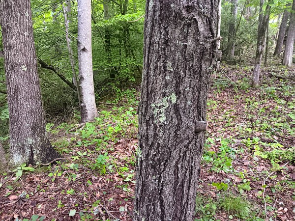 Tract 4 at Turkey Run property photo