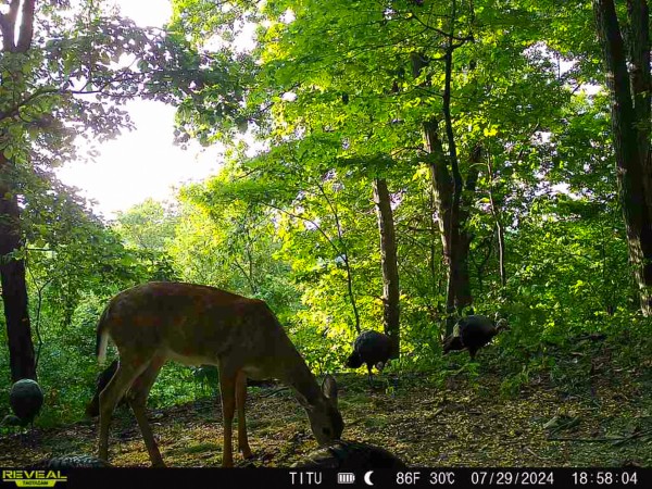 Tract 8 at The Woods at Titus property photo