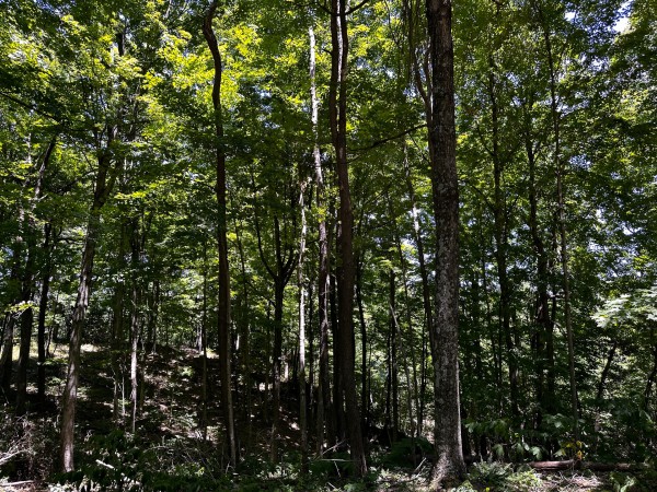 Tract 8 at The Woods at Titus property photo