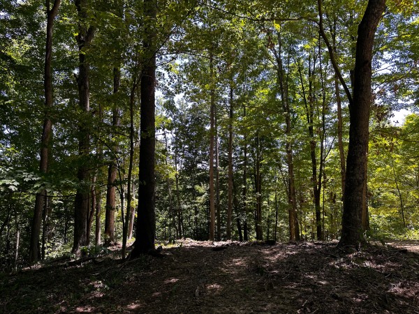 Tract 8 at The Woods at Titus property photo