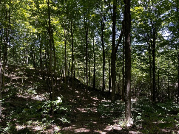 Tract 8 at The Woods at Titus property photo
