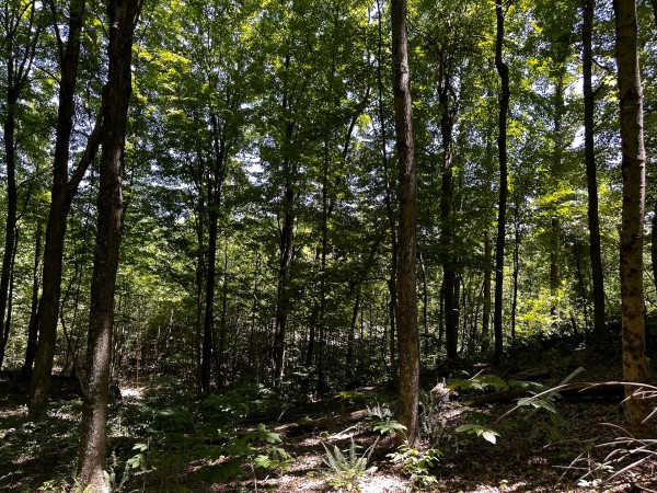 Tract 8 at The Woods at Titus property photo