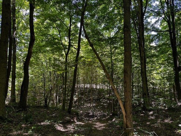 Tract 8 at The Woods at Titus property photo