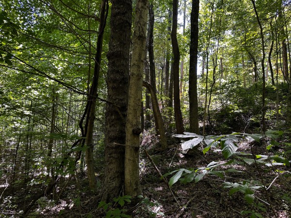 Tract 8 at The Woods at Titus property photo