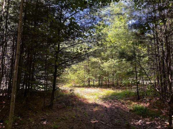 Tract 8 at The Woods at Titus property photo
