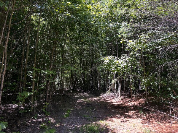 Tract 8 at The Woods at Titus property photo