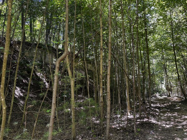 Tract 8 at The Woods at Titus property photo