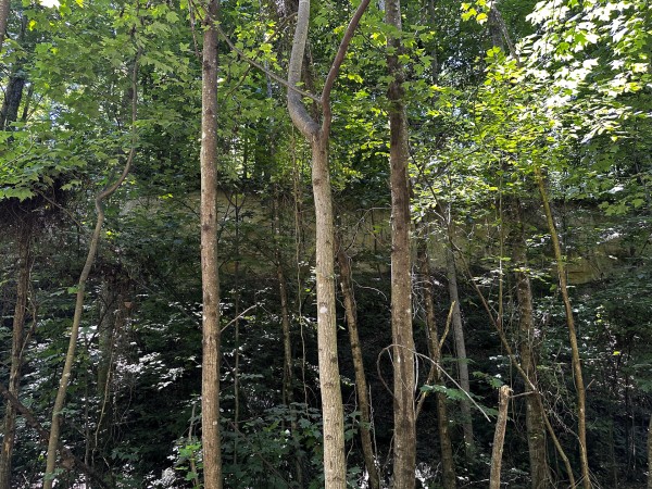 Tract 8 at The Woods at Titus property photo