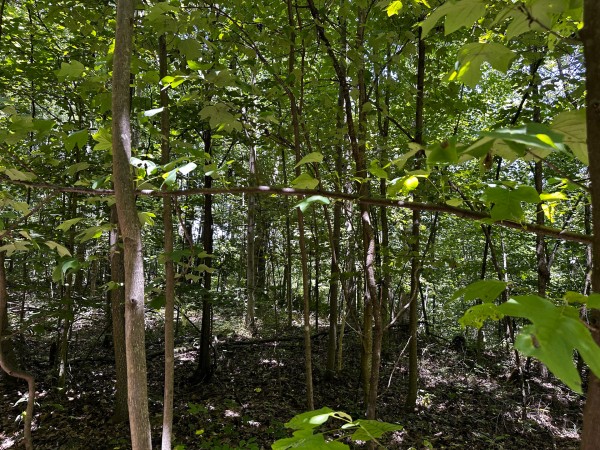 Tract 8 at The Woods at Titus property photo