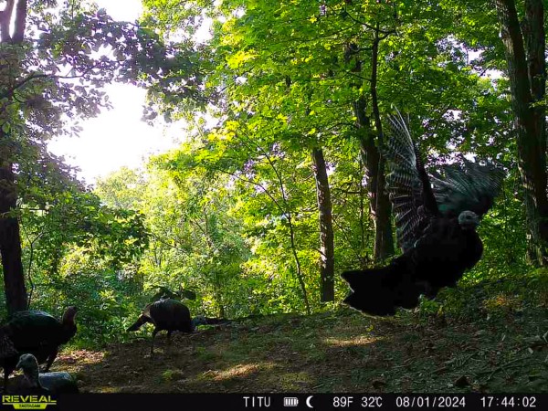 More of Tract 8 at The Woods at Titus