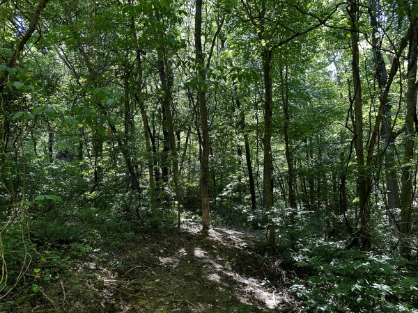 More of Tract 6 at The Woods at Titus