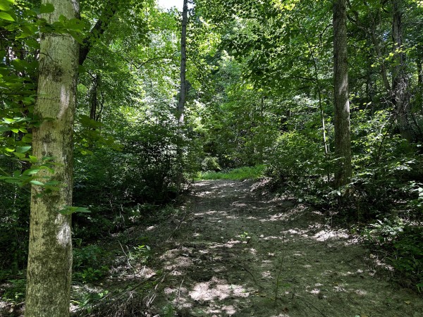 More of Tract 6 at The Woods at Titus