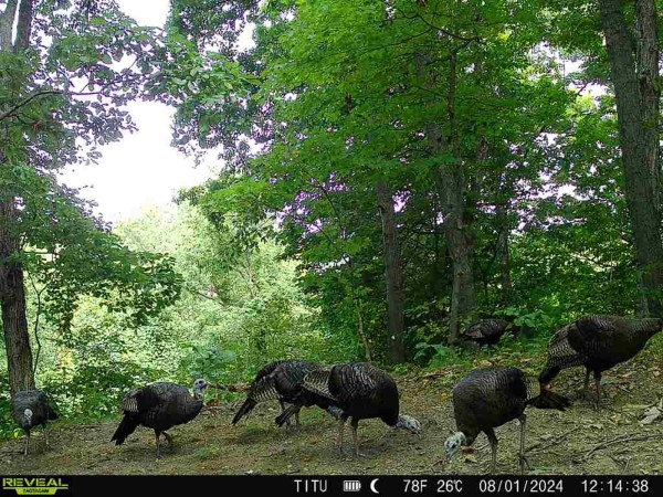 Tract 6 at The Woods at Titus property photo
