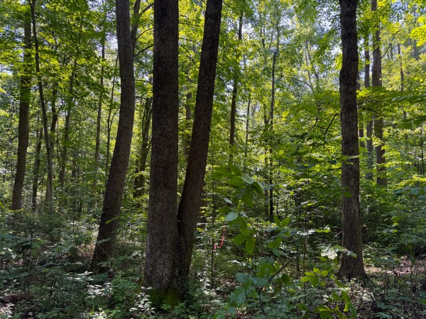 Tract 1 at Wolf Hill Estates property photo