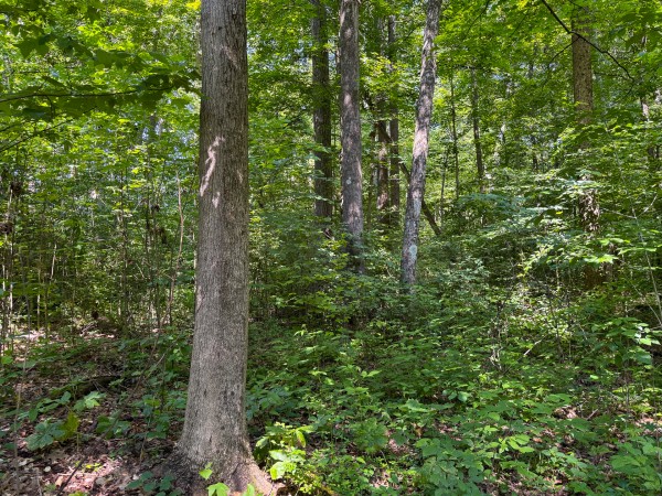 Tract 1 at Wolf Hill Estates property photo