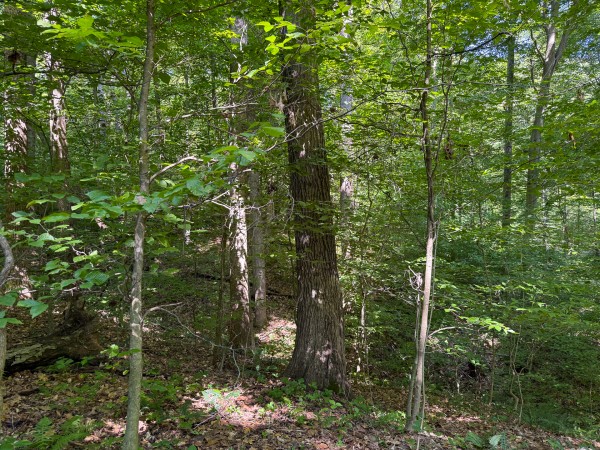 Tract 1 at Wolf Hill Estates property photo