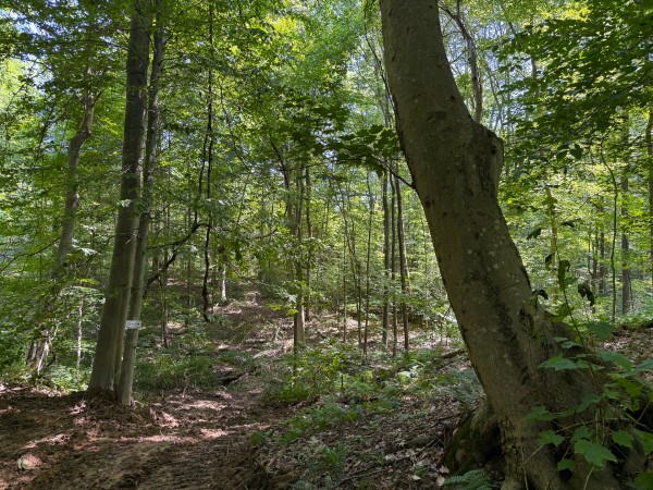 Tract 1 at Wolf Hill Estates property photo