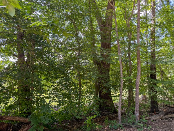 Tract 1 at Wolf Hill Estates property photo