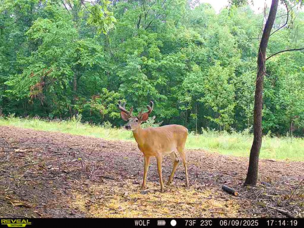 More of Tract 1 at Wolf Hill Estates