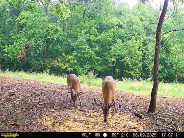Tract 1 at Wolf Hill Estates property photo