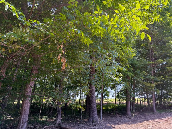 Tract 2 at Wolf Hill Estates property photo