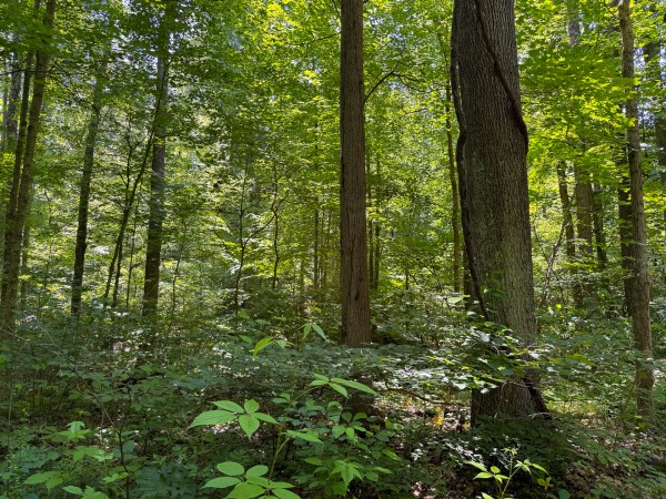 Tract 2 at Wolf Hill Estates property photo