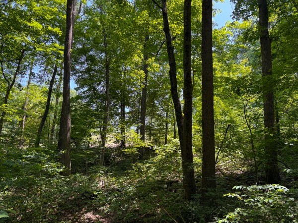Tract 2 at Wolf Hill Estates property photo