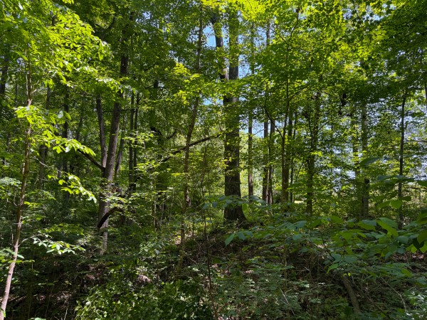 Tract 2 at Wolf Hill Estates property photo