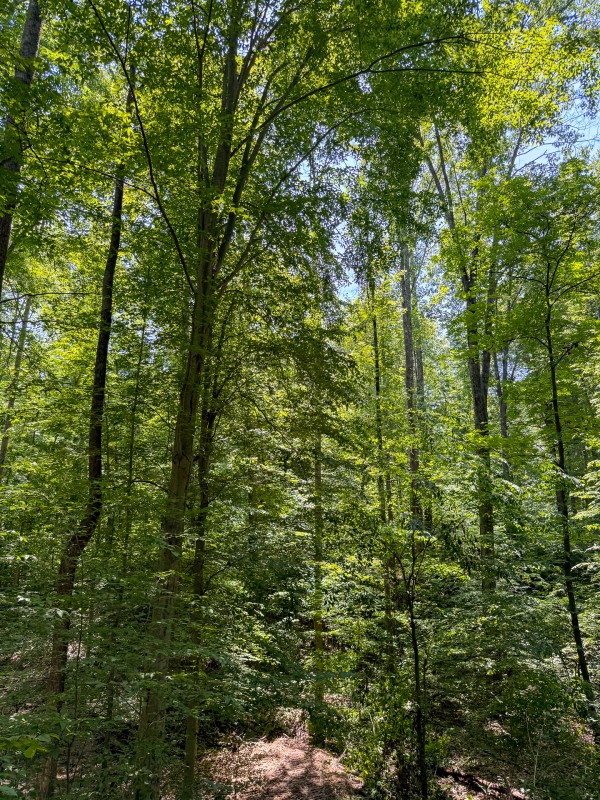 Tract 2 at Wolf Hill Estates property photo