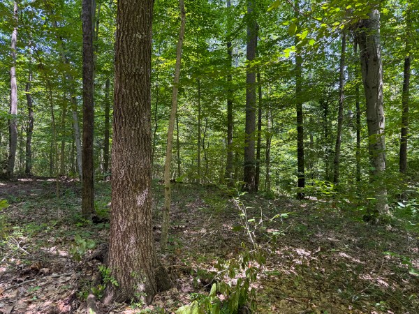 Tract 3 at Wolf Hill Estates property photo