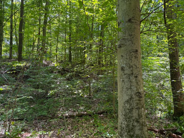 Tract 3 at Wolf Hill Estates property photo