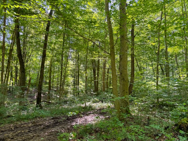 Tract 3 at Wolf Hill Estates property photo