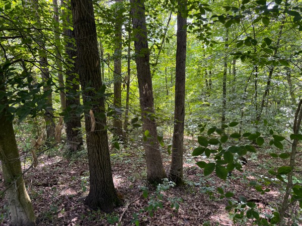 Lot L - The Woods at Flint Ridge property photo