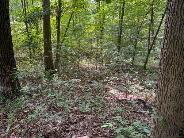 Lot L - The Woods at Flint Ridge property photo