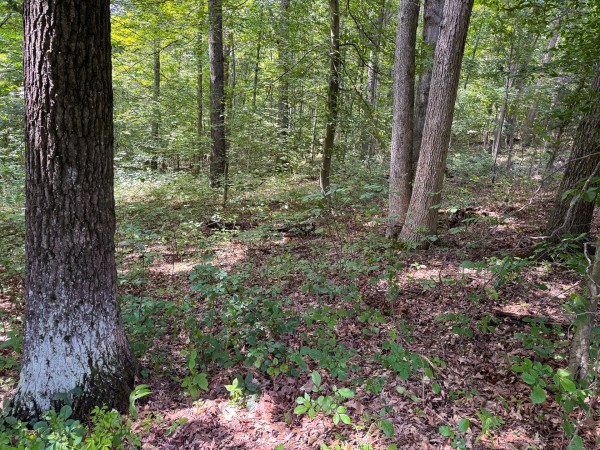 Lot L - The Woods at Flint Ridge property photo