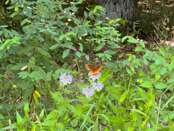 Lot L - The Woods at Flint Ridge property photo