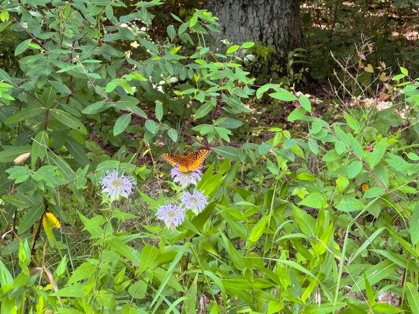 Lot L - The Woods at Flint Ridge property photo