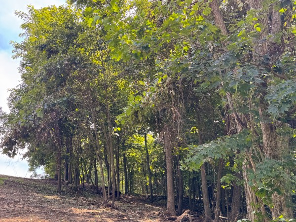 Lot L - The Woods at Flint Ridge property photo