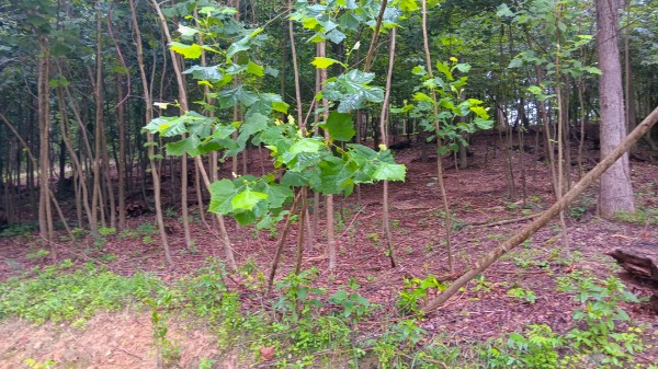 Lot J - The Woods at Flint Ridge property photo