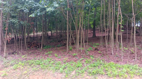 More of Lot J - The Woods at Flint Ridge