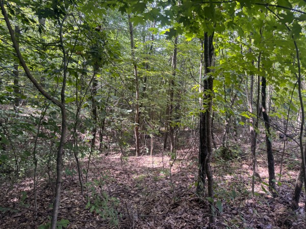 Tract 13 at Skyline Acres property photo